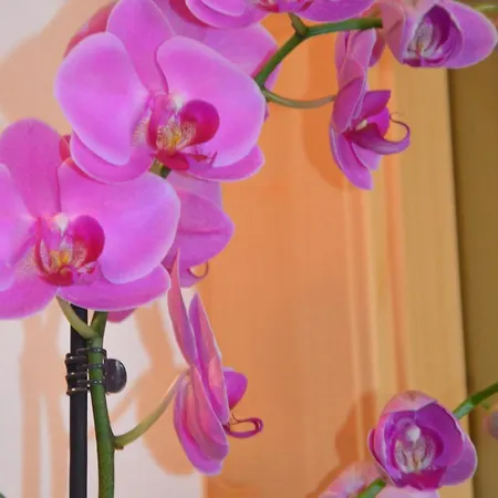 Hotel Garni Franca B&B